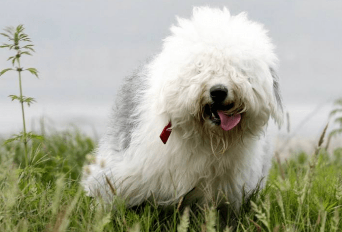 古牧犬聪明吗 居然是这样的狗狗？