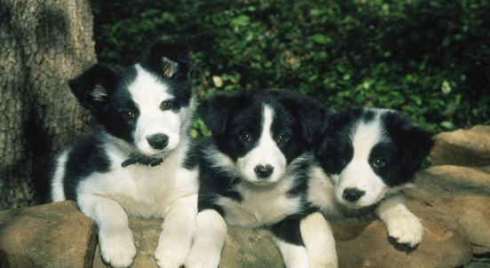 怎样训练边境牧羊犬,如何使他们更优秀