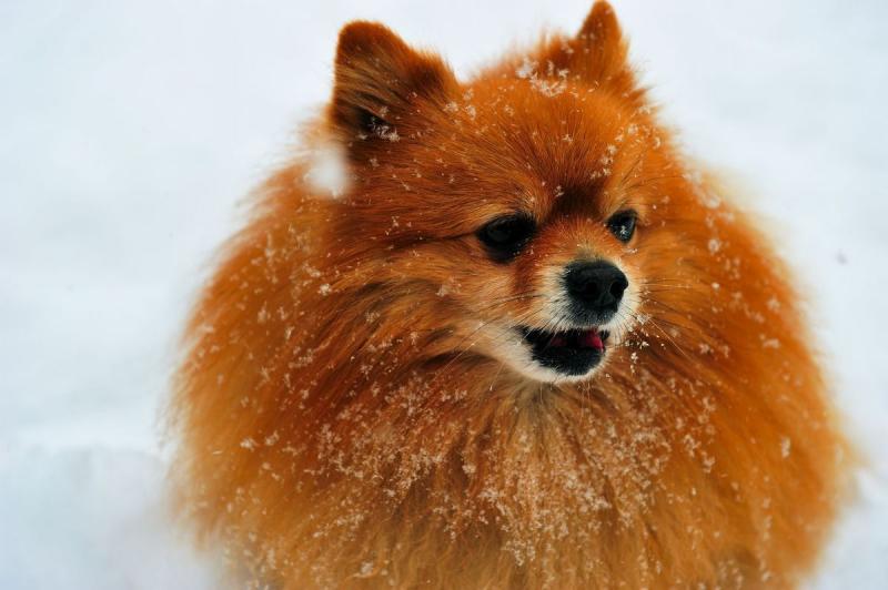 狗身上长癣怎么办?常用的处理方法总结