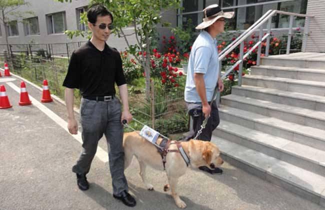 导盲犬怎么训练?这个必须要有专业来