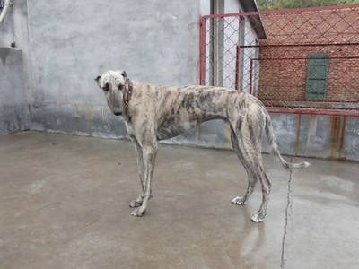 格力犬要怎么溜出快狗,跑步也是一种方法