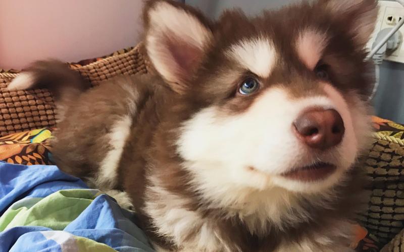 阿拉斯加犬多重？一般人应该是抱不动的