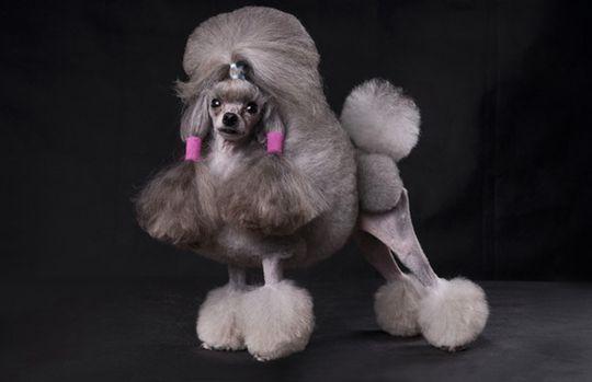 黑色贵宾犬怎么看品相?这几个特征看仔细