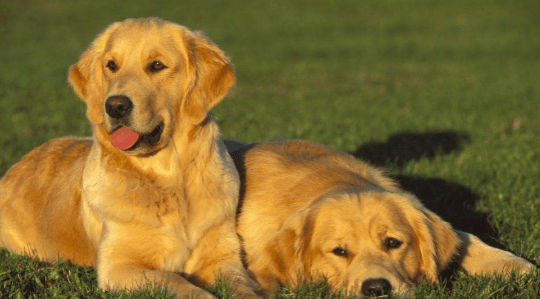 宠物狗智商排名,颜值不够智商来凑