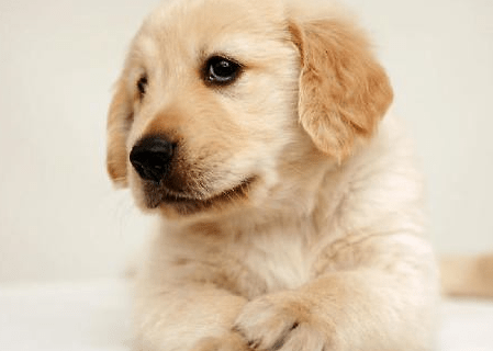 金毛狗怎么训练?三大训练方法告诉你