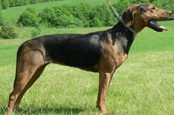 怎么训练狗打猎?关键就在于合适的方法