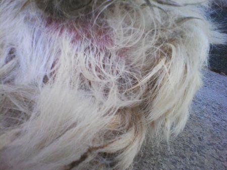 狗身上长癣怎么办？该用药时定要给药