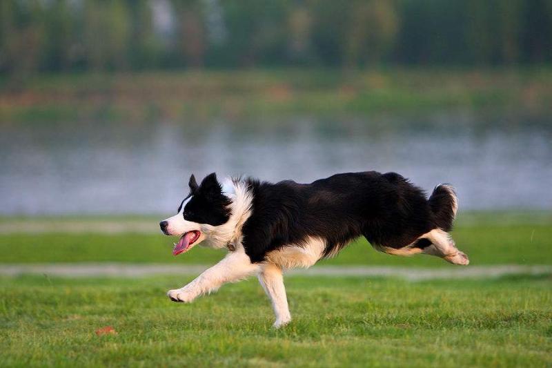 边境牧羊犬掉毛厉害吗?对于爱它的都不是事