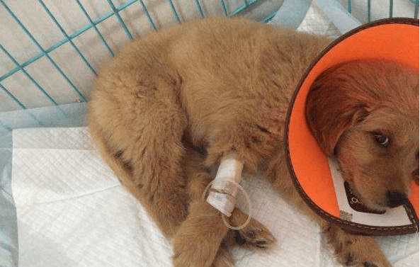 狗狗得细小好转的征兆，其实很好判断