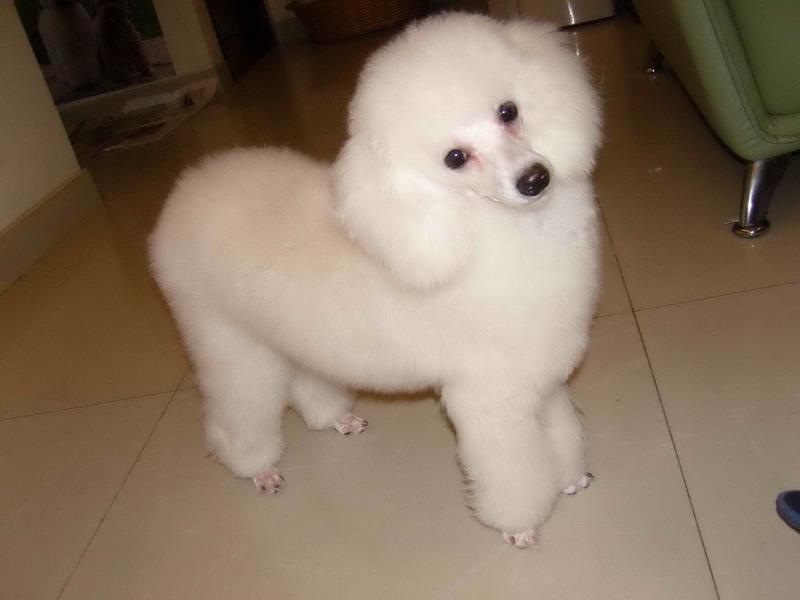 贵宾犬鼻子干怎么回事？这些常见的原因了解下