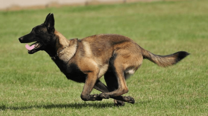 马里努阿犬性格 这么优秀的狗狗还不养一只!