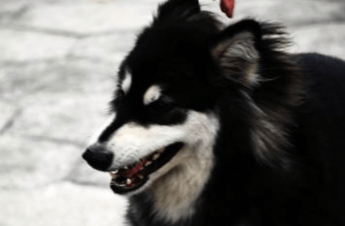 阿拉斯加一般吃什么？肉食动物都要吃肉吗