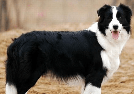 边境牧羊犬的训练，自己就能搞定