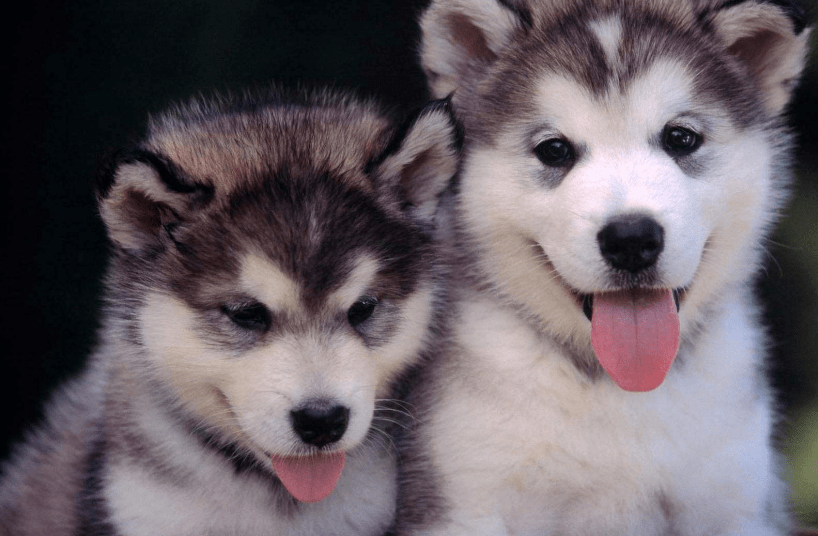 哈士奇幼犬出售价格，了解行情再行动