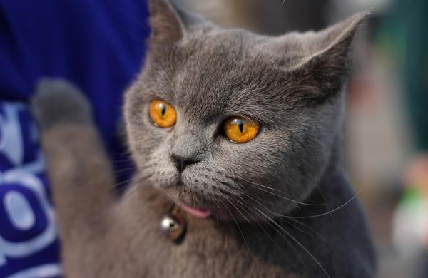 宠物猫的品种及价格,这些都是在国内很受欢迎的