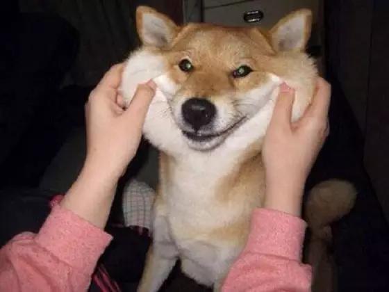 狗能听懂人话吗?肯定是听不懂的