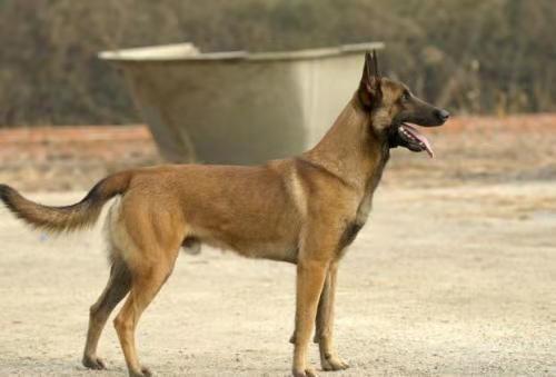 马犬几个月开始变凶?五个月后的它有点厉害