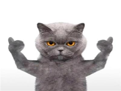 猫为什么要做绝育?看完这些自然就懂了