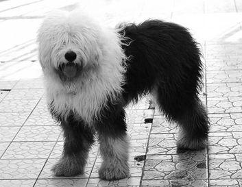 狗狗可以吃什么水果,盘点狗狗水果禁忌