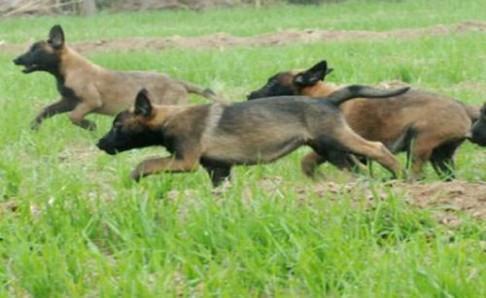 被马犬咬了有没有毒?先确认是否打疫苗吧