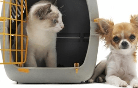 宠物可以出国旅游吗？出行攻略来看看