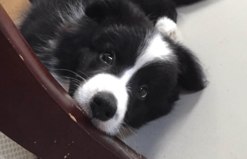 边境牧羊犬不能吃的东西，这些食物坚决禁止