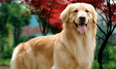 成犬金毛一天吃多少狗粮?给你一个参考答案