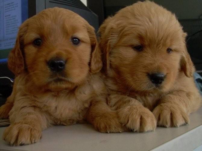 金毛幼犬怎么喂?粗粮细粮搭配着来
