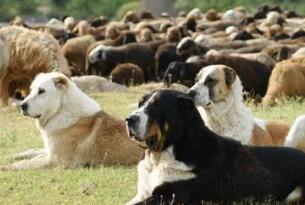 比特犬打得过狼吗?你肯定小看了它