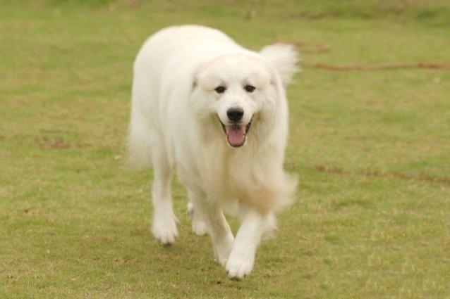 大白熊犬不听话怎么办?严格的加强训练