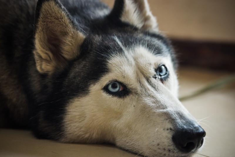 哈士奇和阿拉斯加哪个好?各有千秋,综合对比