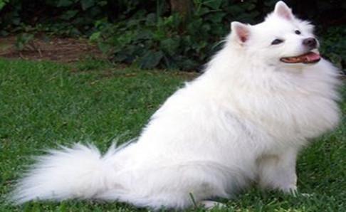 爱斯基摩犬多少钱一只?看品相来估价