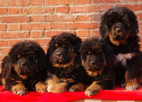 藏獒怎么养才不咬人，记住这五点温顺不咬人