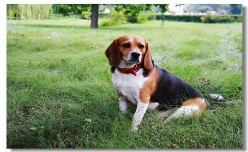 比格犬训练方法,简单快速又有效的看这里