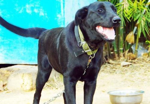 拉布拉多补钙过量的症状，最明显的就是这几种