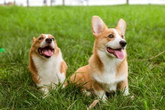 如何训练柯基犬？要有一套行之有效的举措