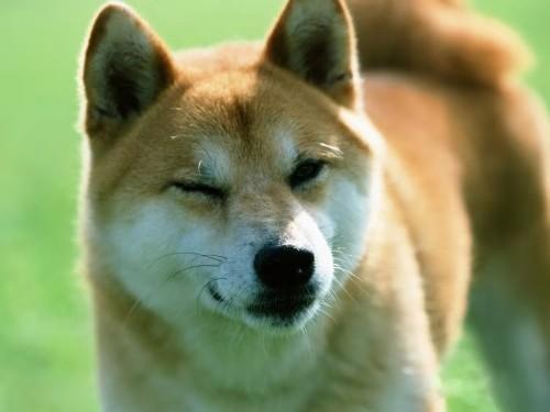 柴犬吃什么狗粮,五个方面详细解析