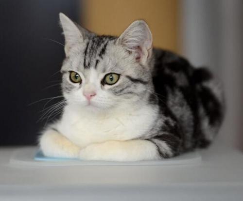 猫可以吃鸡蛋吗?看完这篇文章再决定吧