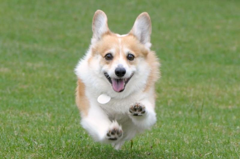 柯基犬为什么很少有人养?原因很现实也很实在