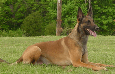 如何训练马犬幼犬~出不出师就靠你了