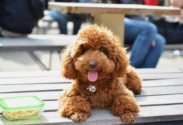 贵宾犬一直发抖怎么回事,可能不只是冷这么简单