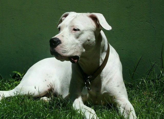 阿根廷杜高犬咬人吗,锋利的牙齿不代表要咬人