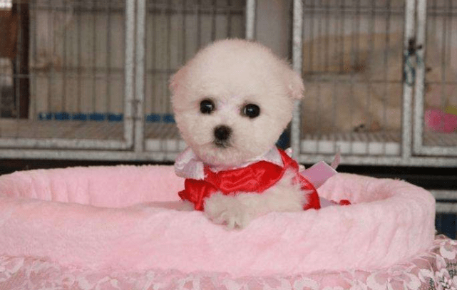 比熊和博美可以一起养吗？看完你应该放心了