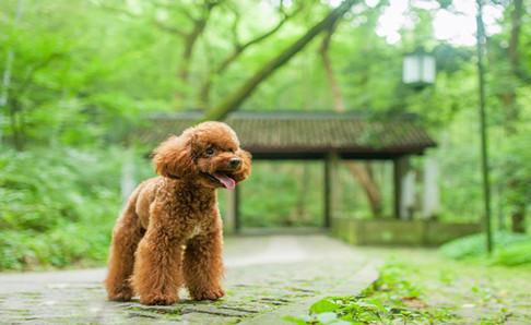 给泰迪犬吃什么好?它喜欢吃的不一定好