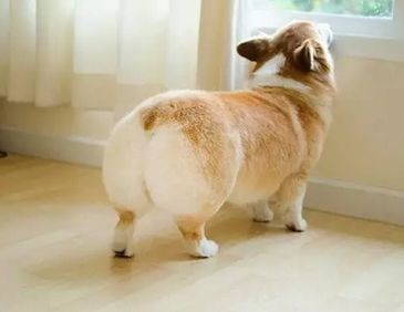 柯基犬品相怎么看,老司机教你防骗攻略