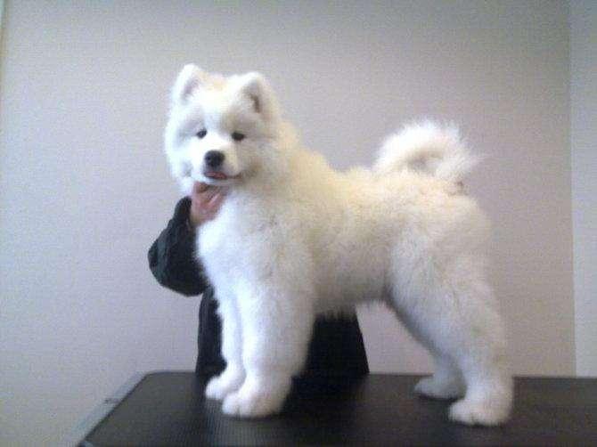 萨摩耶为什么扑人？都是训练出来的