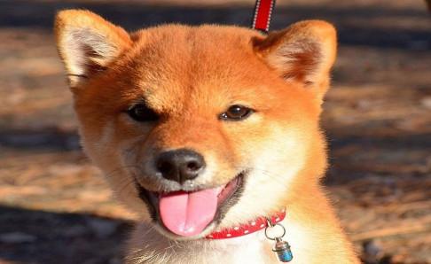 柴犬跟秋田犬的区别,光看外貌可不行