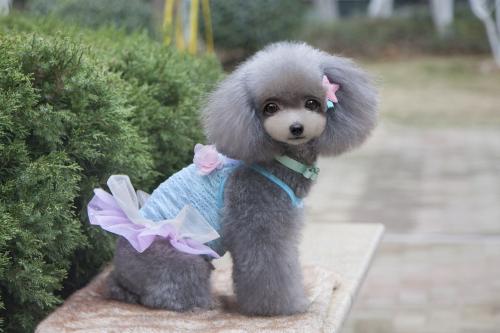 宠物名字大全，原来名字还可以这样起