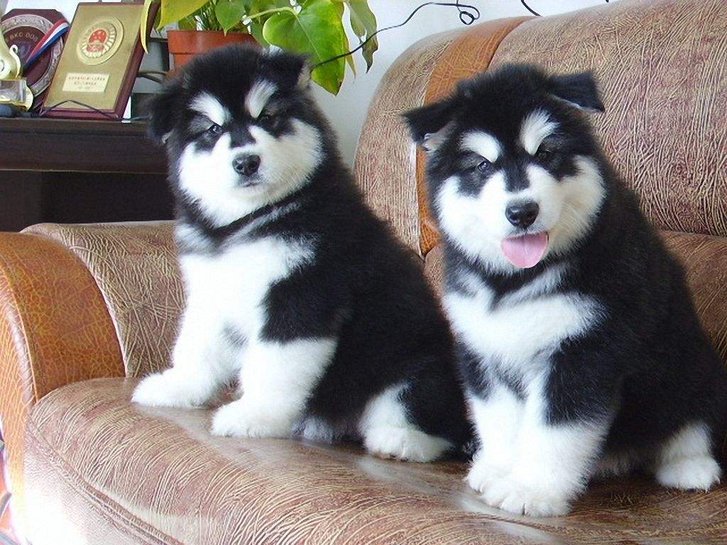 哈士奇搞笑图片，二哈称谓名不虚传