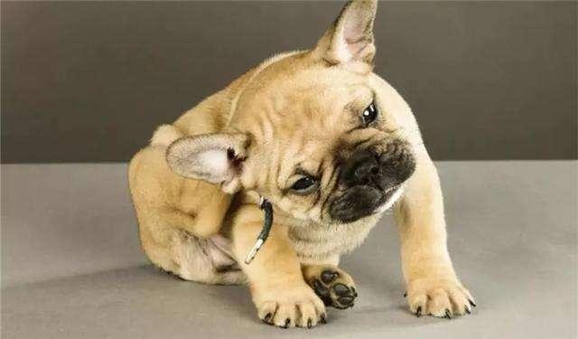 狗狗如何驱虫？体内体外都要这样驱虫